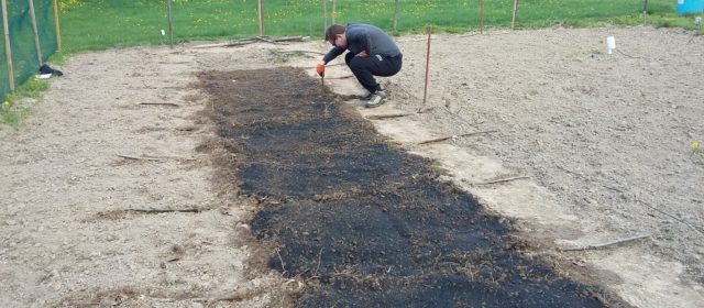 Application of biochar on test-site in Lublin