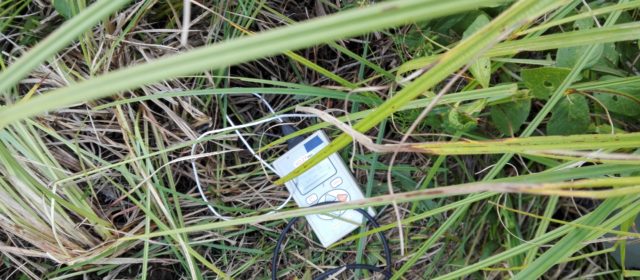 Summer measurements on Bubnow Wetland